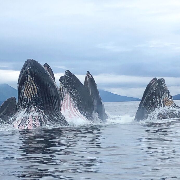 whale watching tours ketchikan